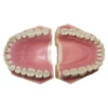 Frasaco AG3 Typodont Fit Dental 32Pcs Screw-in Teeth Model Practice Filling Standard Restoration Demo M8014-2-1 Teach Study 4