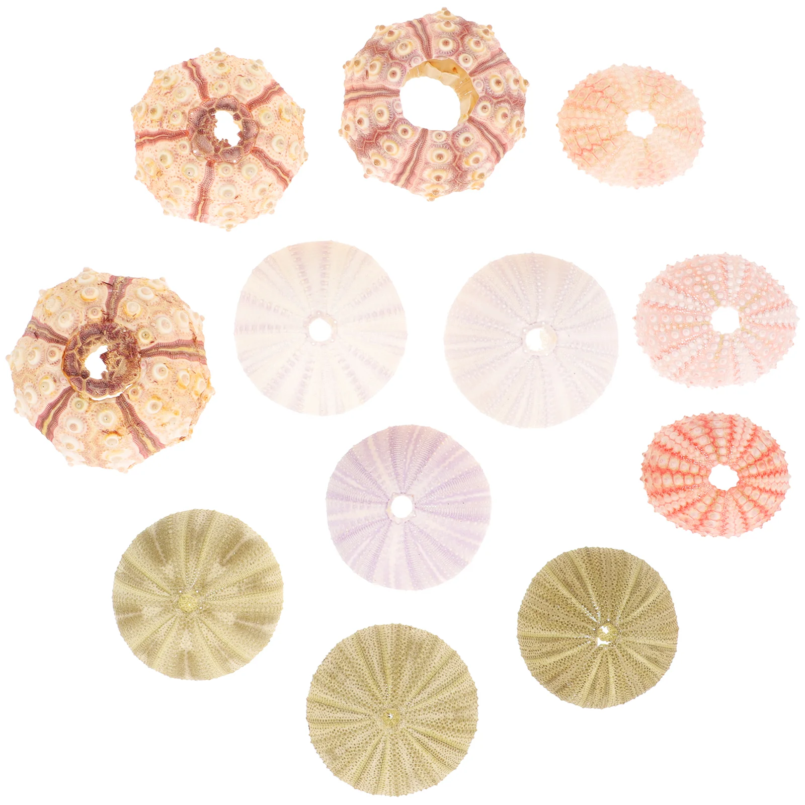 

12 Pcs Natural Shell Conch Succulent Plant Pot Hanging Sea Urchin Urchins Photo Prop Air Holders ​​urchin Decor