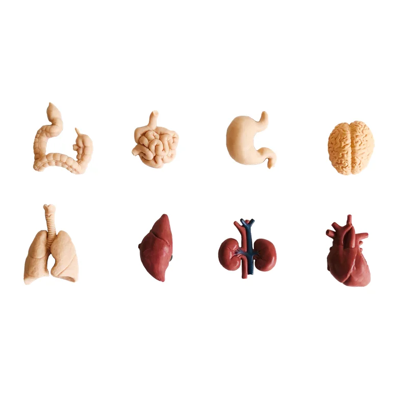 Montessori Language Materials Human Organ Models W/ Cards Biology Learning Resources Early Educational Equipment Teaching Aids