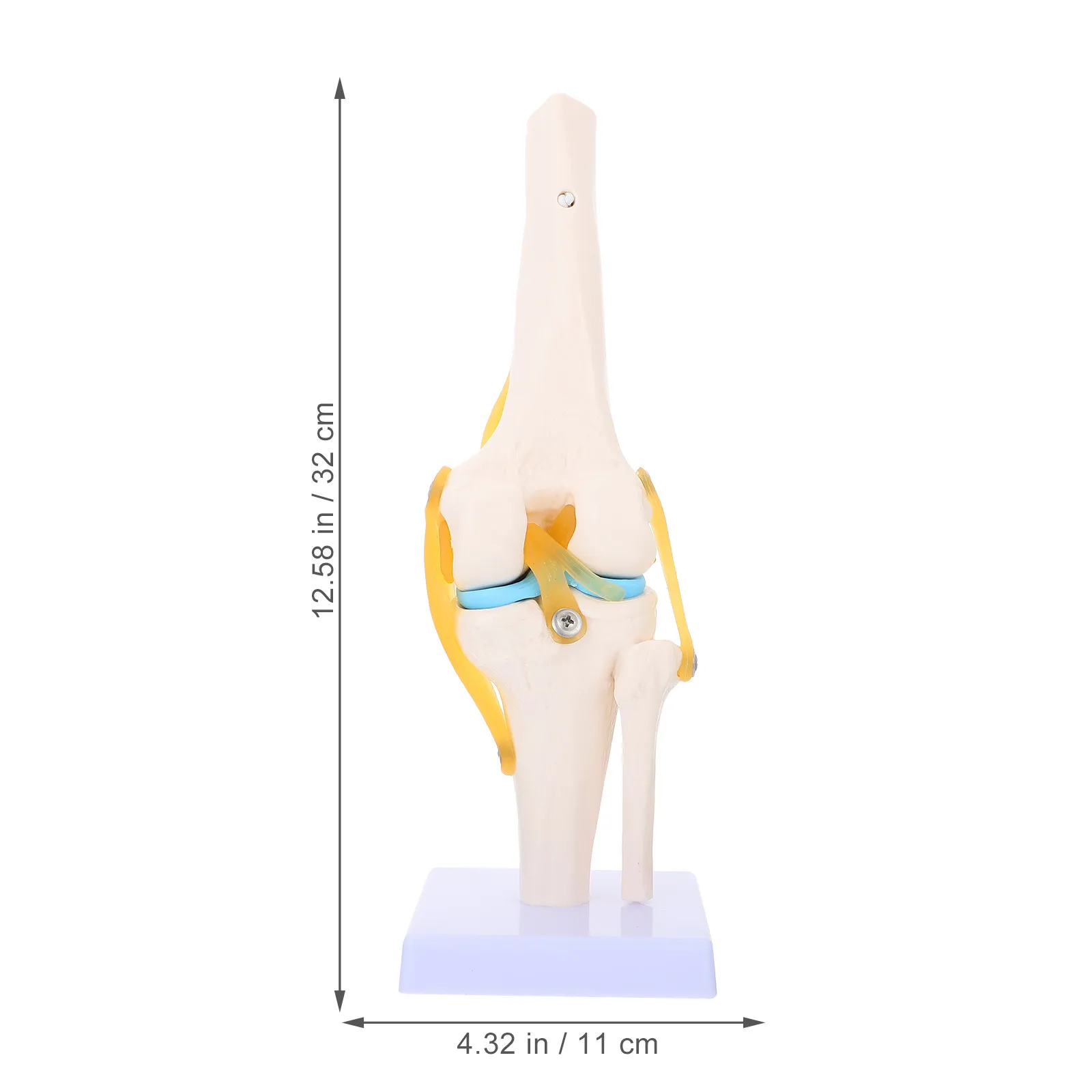 의료 교육 시뮬레이션 교육 보조 학습 도구 인체 무릎 관절 해부학 교육용 모형
