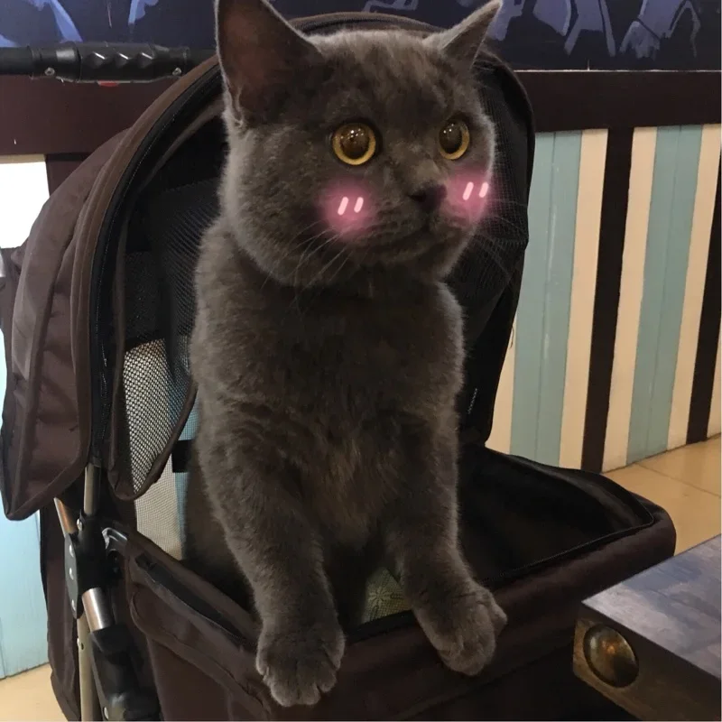 Outdoor Dog Cart Foldable Cat Stroller High-intensity 4-wheels Pet Carrier Convenient Pet Transport Comfortable Stroller