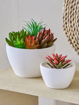 Succulent Cement Mold 1