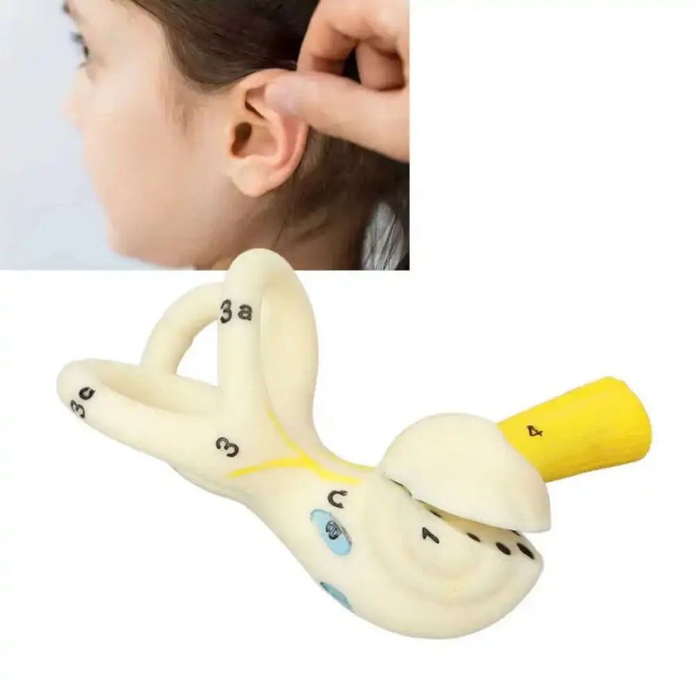 Ear Semicircular Canal Cochlea Anatomical Model Ear Labyrinth Model Human Ear Model Inner Ear model 5X Magnification Clear Model 3