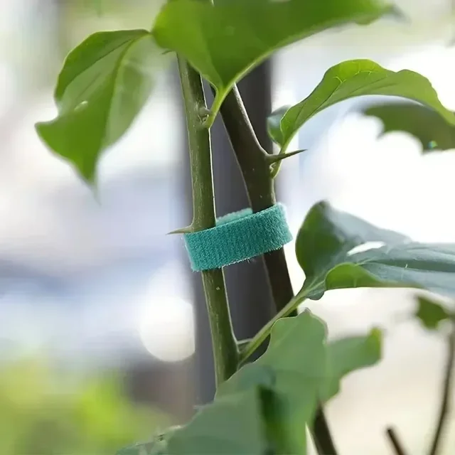 120/2m Self Adhesive Adjustable Plant Nylon Cable Tie Green Plants Hook Loop Support Garden Twine Bandage Fasteners Tape Strips 2