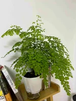 Lazy Hydroponic Flower Pot Automatic Water-Absorbing Flowerpot Transparent Double Layer Plastic Self Watering Planter Office 5