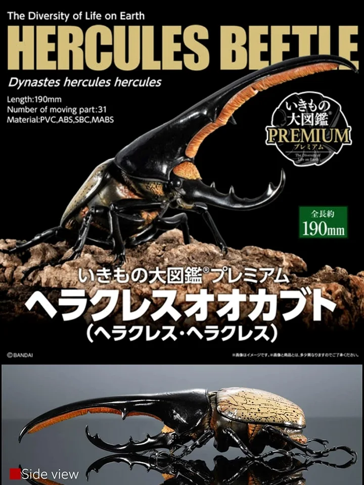 Hercules beetleです。② Assembled Hercules Beetles Model Toy Simulated Alive Multijoint