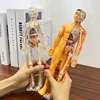 3D Human Body Anatomy Model Children Plastic Diy Skeleton Science Early Learning Aids Educational Toys Detachable Bone Models 1