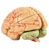Human Brain Model Simulation 8-Part PVC Life-size Anatomy Teaching Tool Kid Early Education Cognition 3D Model for Classroom 1