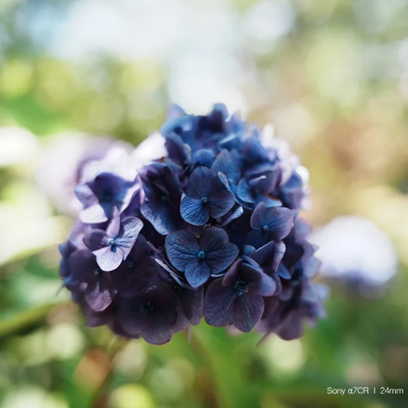 삼양 AF 24-60mm F2.8 FE 렌즈 풀프레임 자동 초점 카메라 렌즈 ( E 마운트 카메라용)
