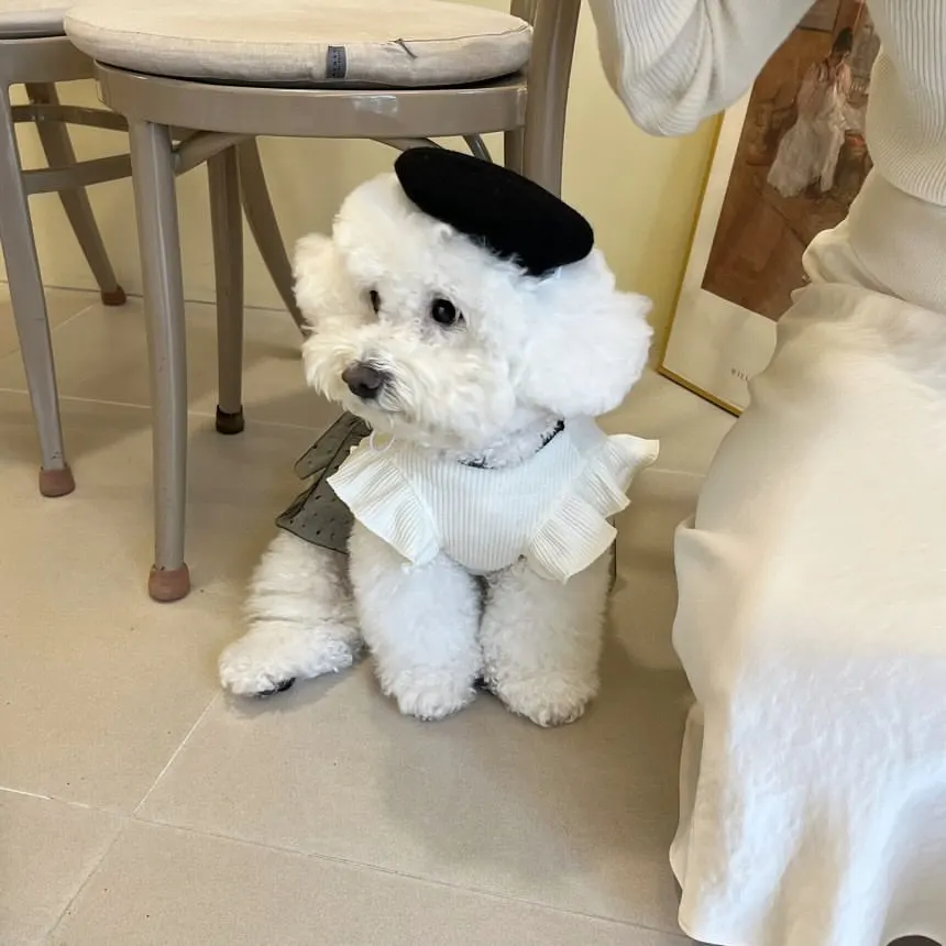 New Retro Pet Skirt Couple Style Pet Dog Clothing Vest Summer Kitten Cute Bow Skirt Clothing Teddy Cool Breathable Tops