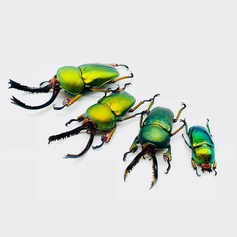 Collection Specimen Insects Specimens Insect Collection Beetle