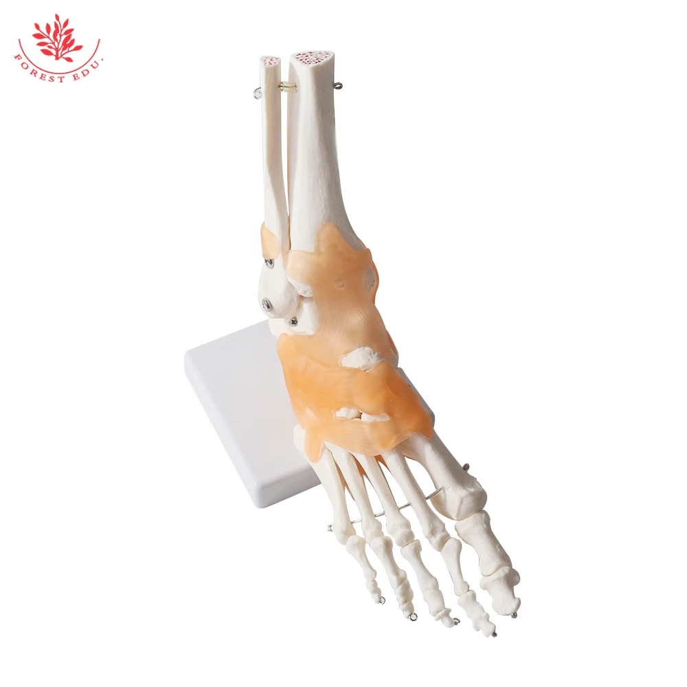 Foot Joint Model with Ligament FRT027 Functional Anatomical Human Skeleton PVC Ankle Bone Human Skeleton