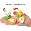 Simulation Small Insect Animals Growth Life Cycle Model Bee Spider Frog Butterfly Figurine Cute Kids Baby Early Educational Toys 1