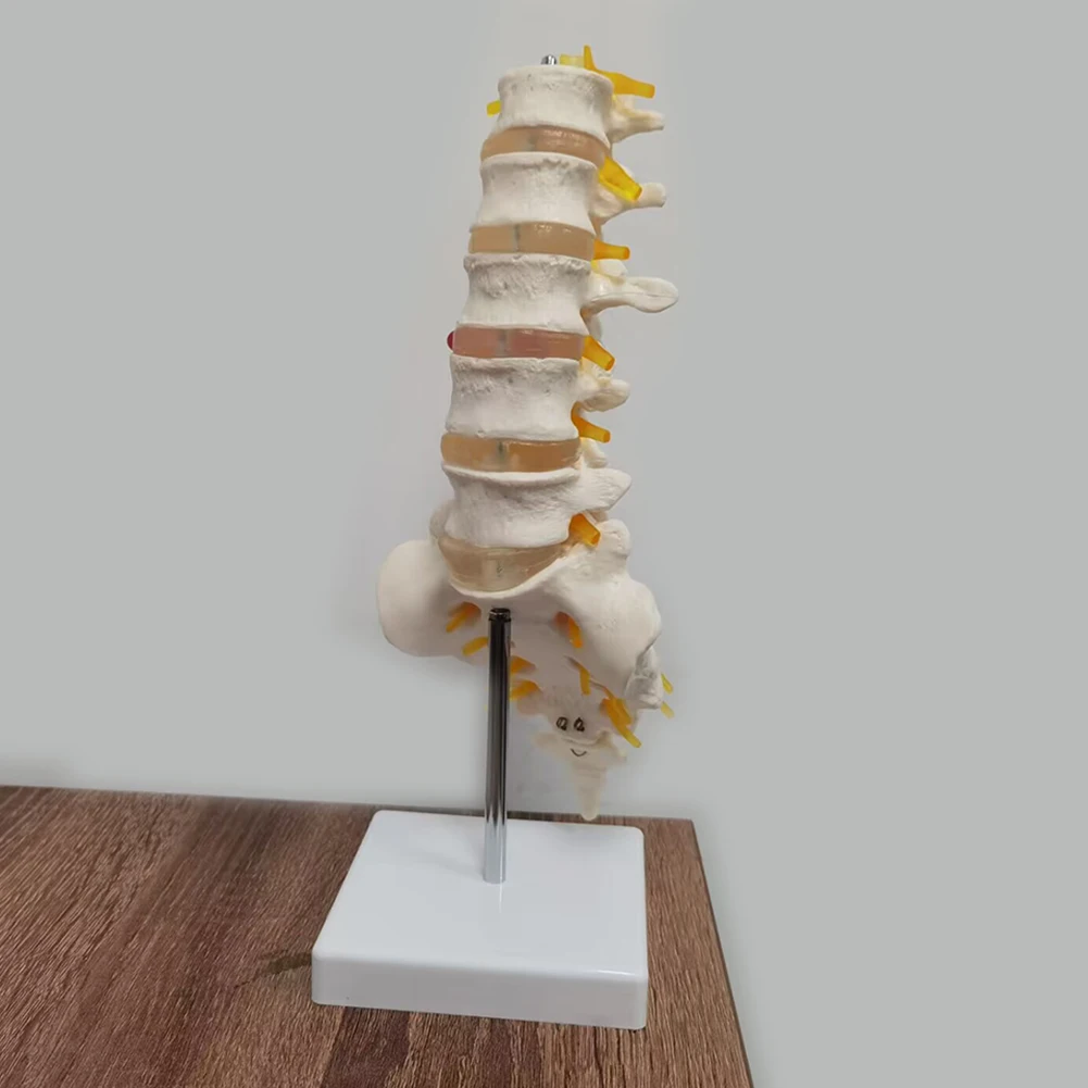 1 Pcs Medical science equipment 5-section lumbar spine with sacral accessory nerve (I) Orthopedic teaching display teaching aids