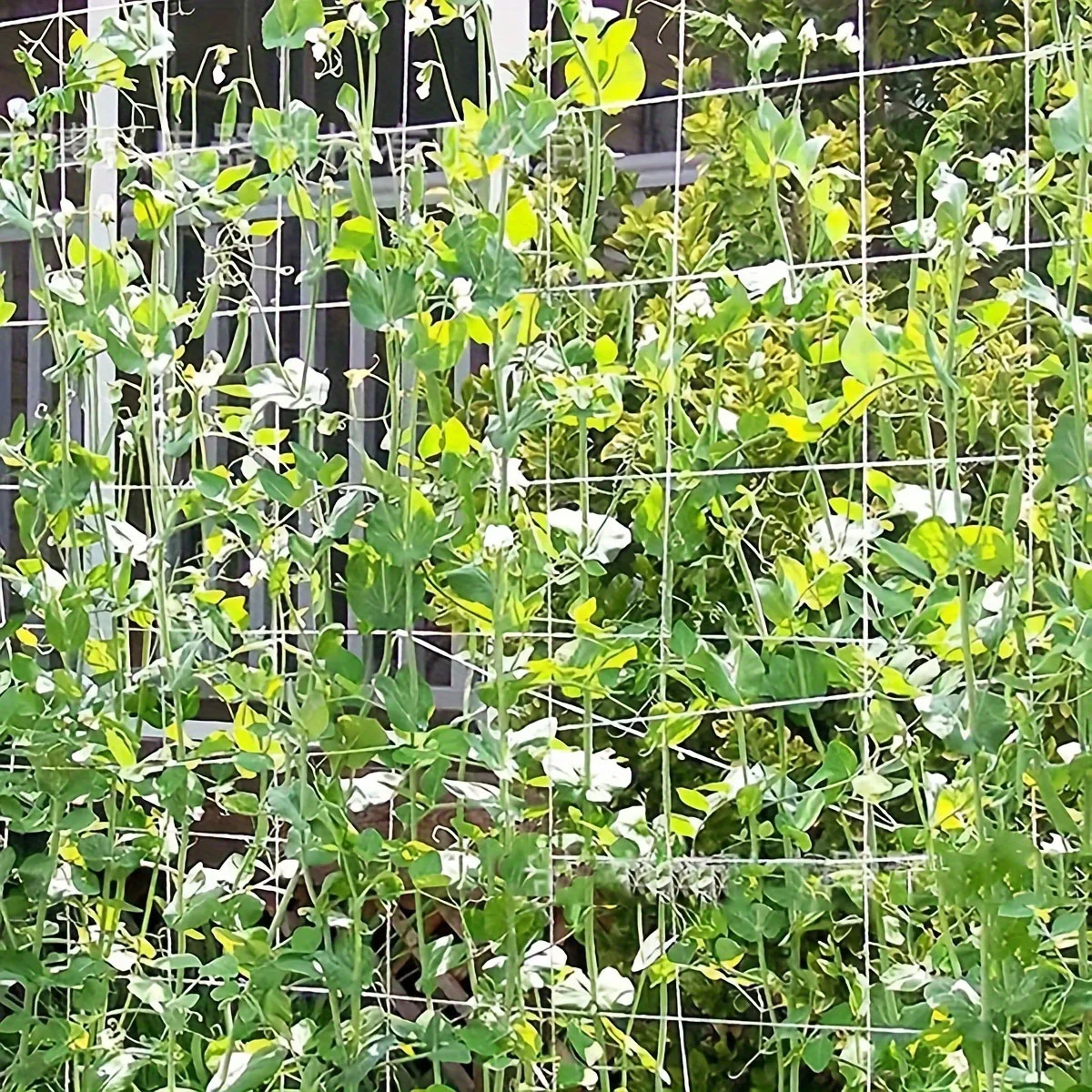 Grid Net Plant Support Climbing Grapes Vegetables Outdoor