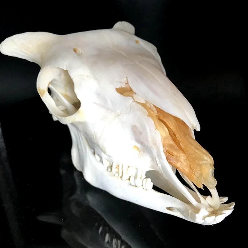 1個は角度ram頭蓋骨の羊の頭蓋骨動物の頭蓋骨ovis牡羊座ショート小さな