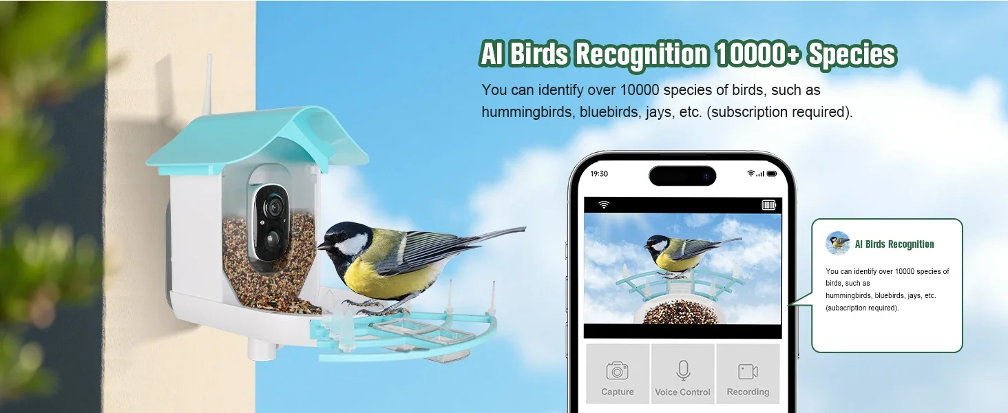 Bird Feeder