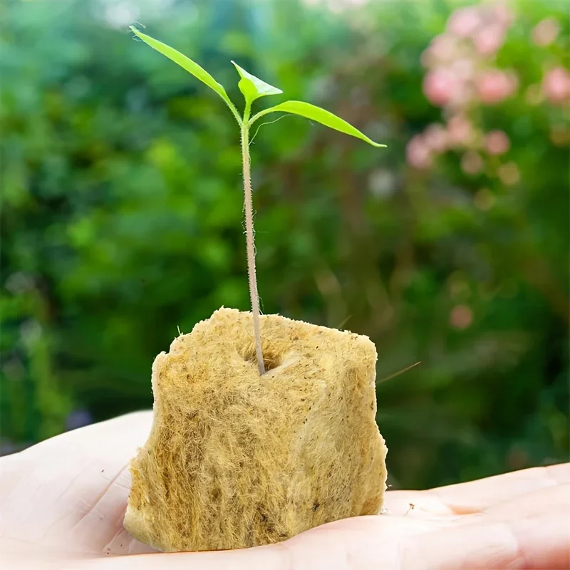 Hydroponic Grow Media Cubes 50/300PCS for Planting