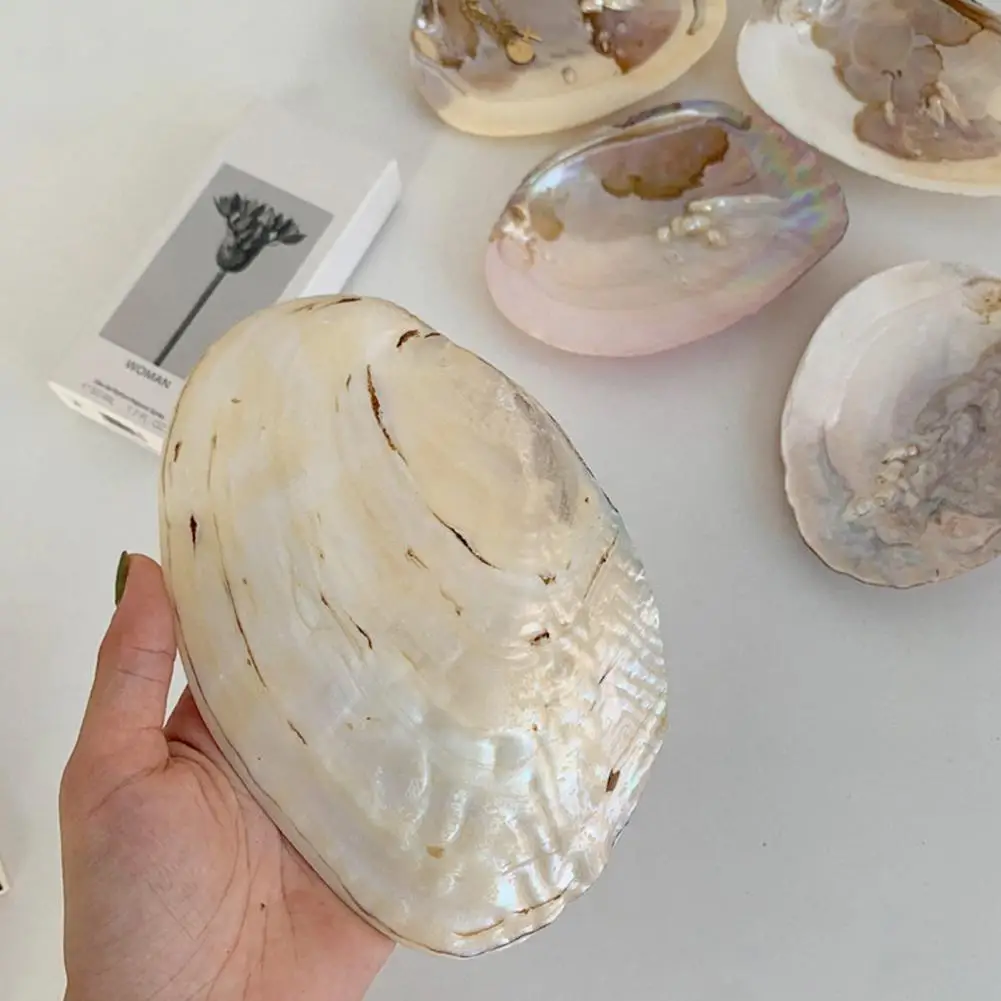 Storage Container Wonderful Vibrant Color Storage Holder Shooting Props Shell Container For Home natural shell ornaments