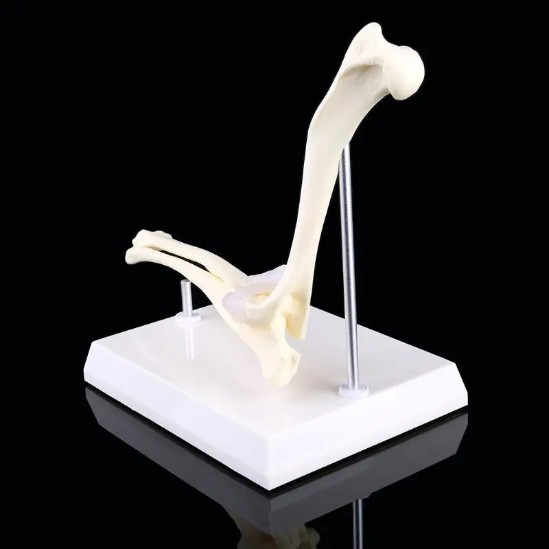 

Модель локтевого сустава для собак, ветеринарное обучение, исследования, демонстрация животных, подарки