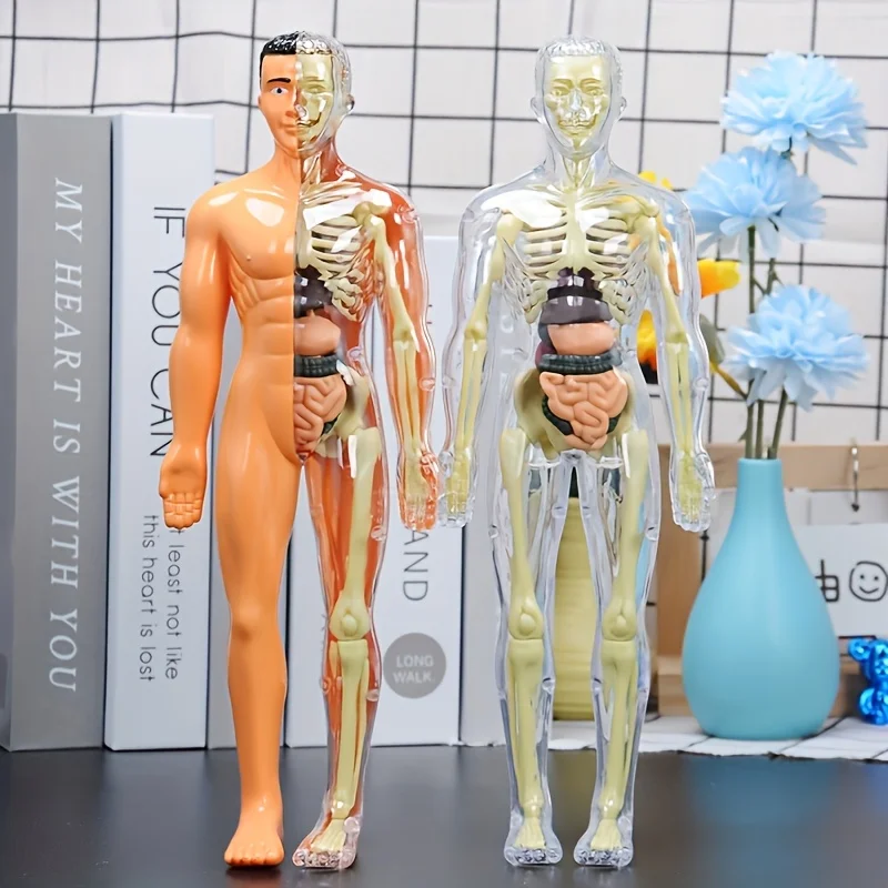 Body Learning Tools Children Cognitive Toys Human Anatomy Model Mannequin Skeleton Organ 3D Puzzle Montessori Kid Education Toys
