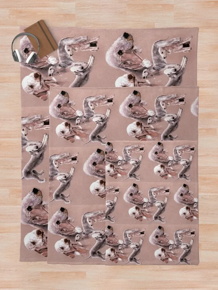 Bedlington �׸��� ���������� ������ ���, �����̳� ���, ķ�� ���