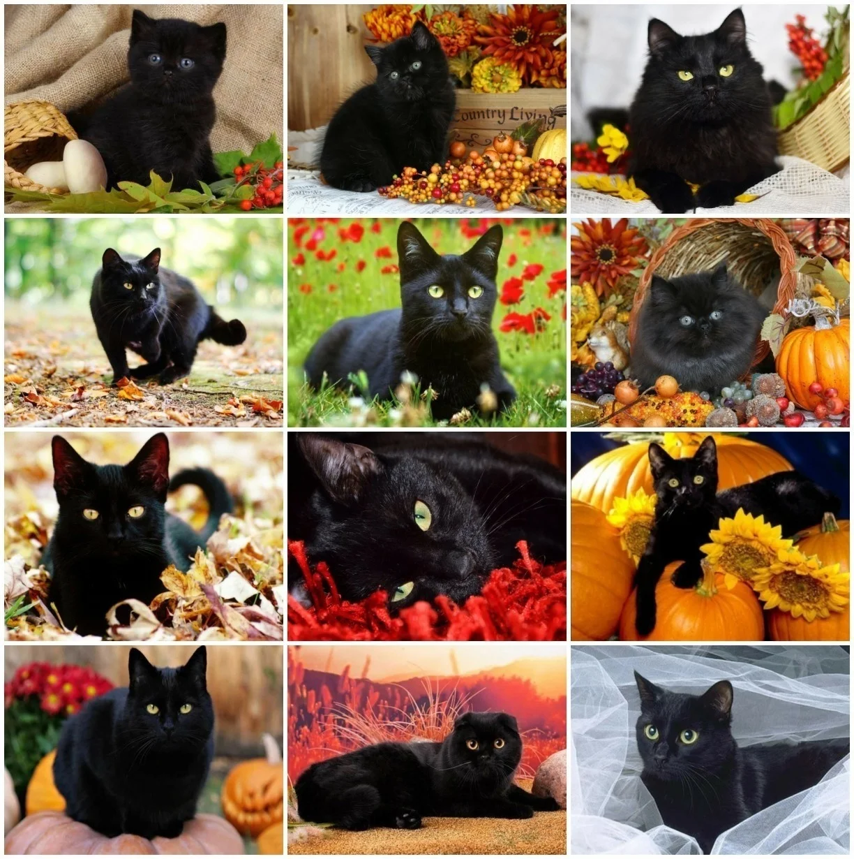 Diamond Painting Tonval Diamond Painting Kit Black Cat Animal Diamond Embroidery Mosaic Handmade Picture Of Rhinestones Gift Home Decor 5d DIY