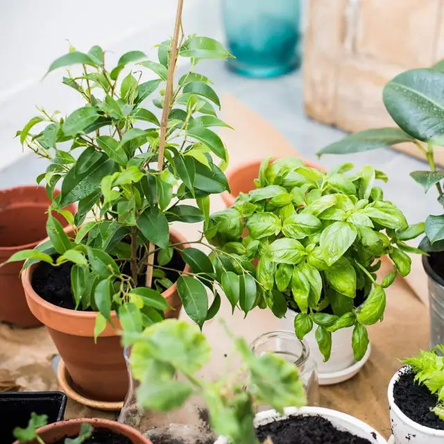 20 db Növényi Tartó Keretek Könnyen Vághatók Növény Tét Újrahasznosítható Bambusznövelő Zöldségek Zöld Botok Udvari Ellátás - Image 2