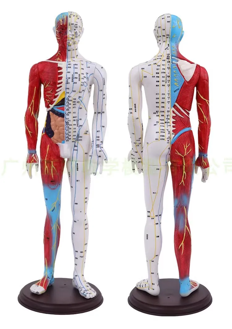 

Ultra-clear human acupuncture point model Acupuncture massage teaching model 60CM half skin and half muscle meridian model