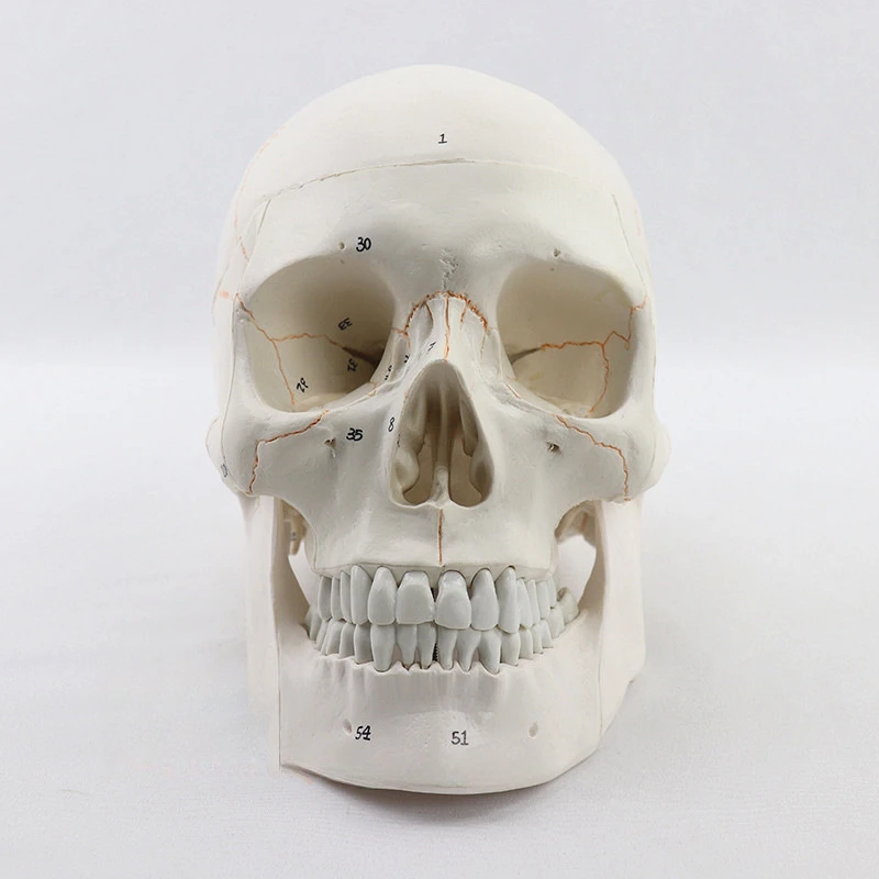 Life-Size Skull with Brain Anatomical Model 8-Part Anatomy