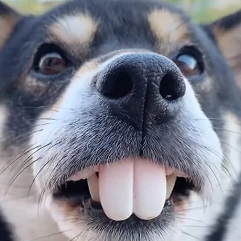 Funny Dog False Teeth Pet Dentures Decorating Supplies Dog Halloween