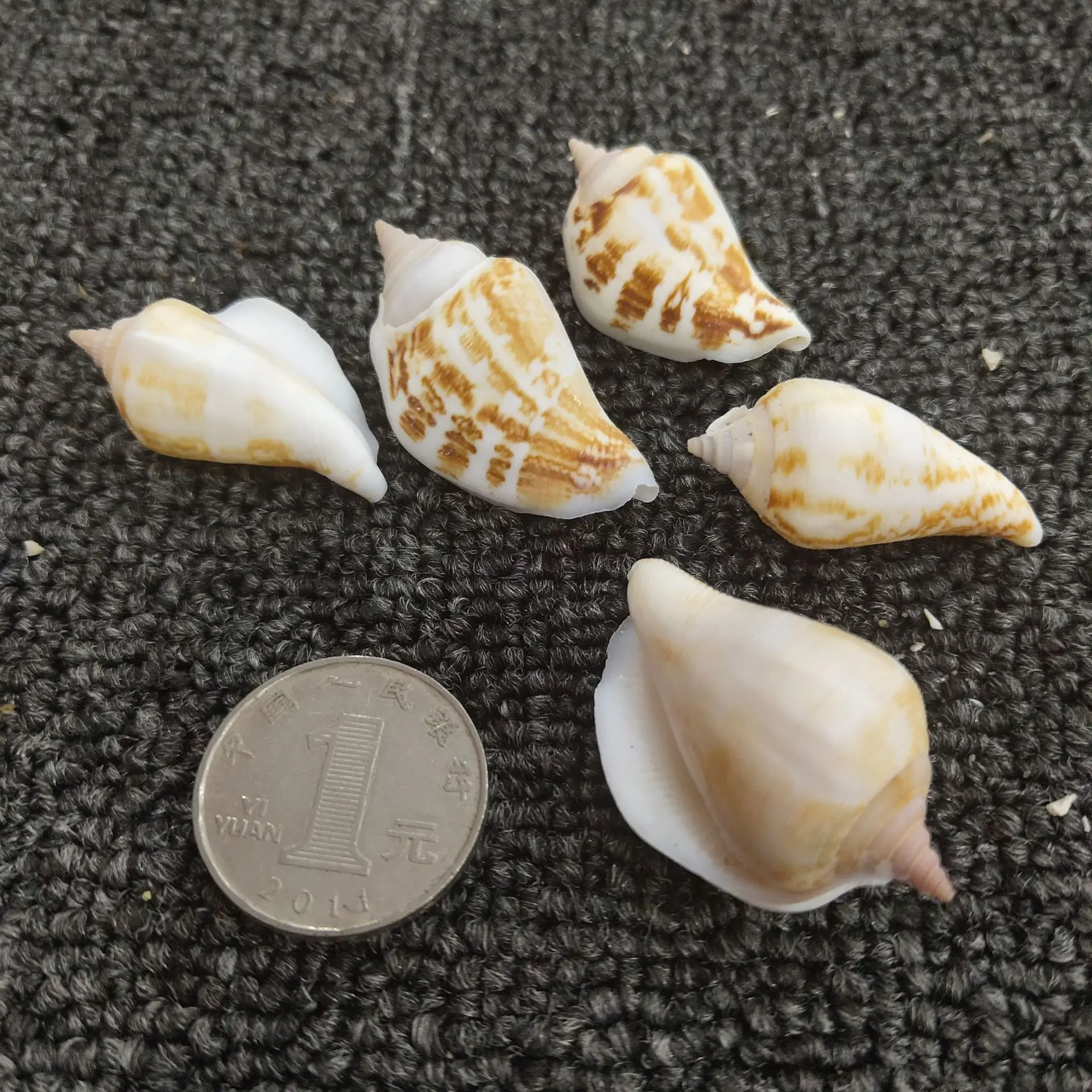 피닉스 콘치, 3-4cm, 소라껍질 창문 장식 공예품, 화이트 마우스