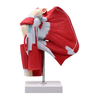 Life-Size Shoulder Joint Model 1