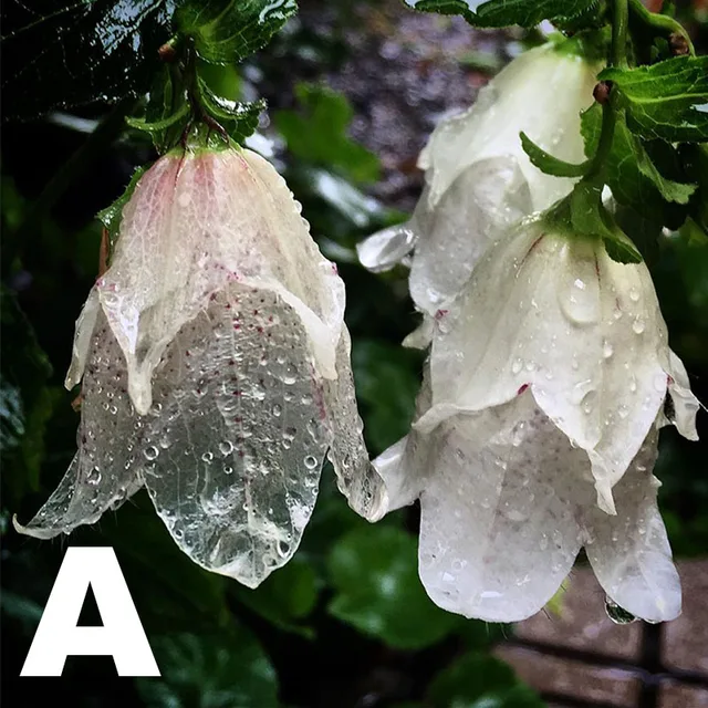 8 Stílusú Színes Liliom A Völgy Növényéből Gyönyörű Díszes Virágok Kerti Dekorációs Növény 20Db - Image 2