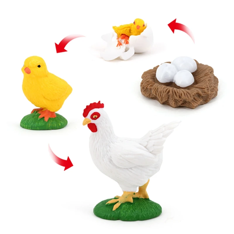 4Pcs Chick Life Cycle Model,Realistic Animal Life Growth Cycle Biological Model Kid Educational Figures Toys 4