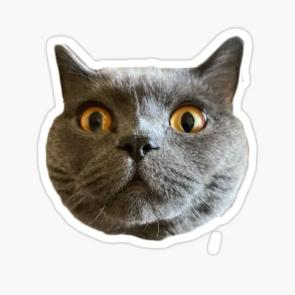 

Chartreux Cat Car Auto Sticker Sticker Colorful V3