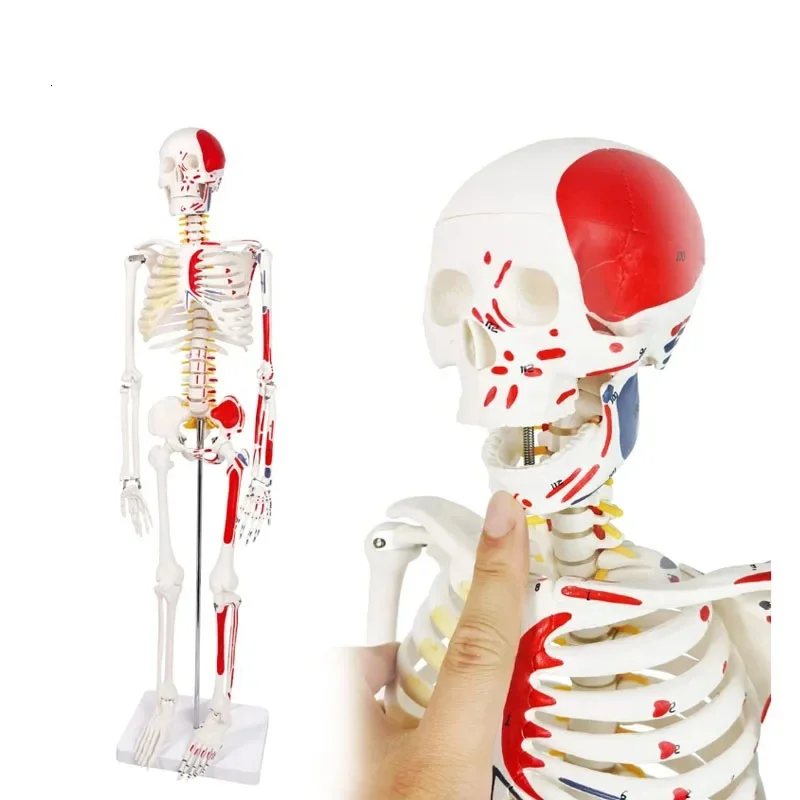 DARHMMY Human Skeleton Model Hot Sale 1/2 Life Size 85cm Half Muscle Drawing Medical Science Anatomy