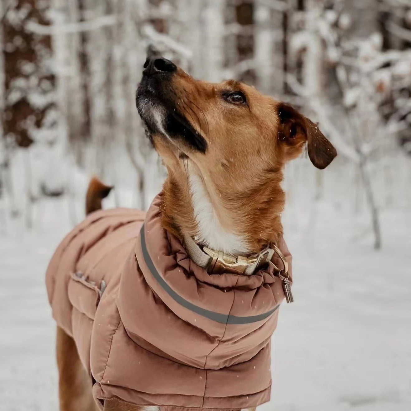 Warm Windproof/ Waterproof Dog Parkas 5