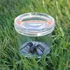Insect Observation Magnifier Box Cup Nature Exploration Experiment Educational Toys for Kids Children Birthday Christmas Gift 4
