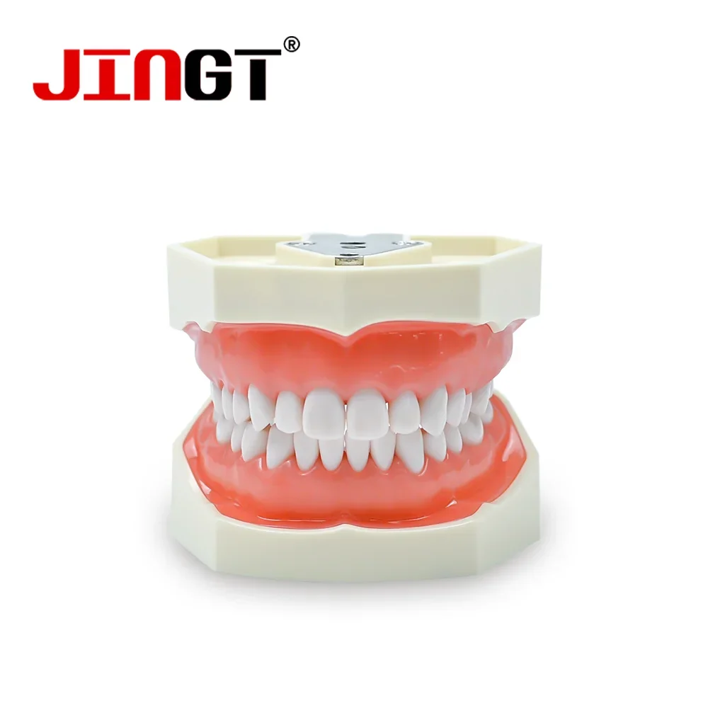 JINGT Dental Model Teeth Dental Teaching Models Study Orthodontic Removable Teeth Implant Models Dentist Material