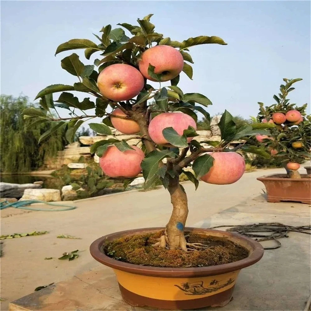 Sideboard Furniture For Fruits Vegetales Grape Plant