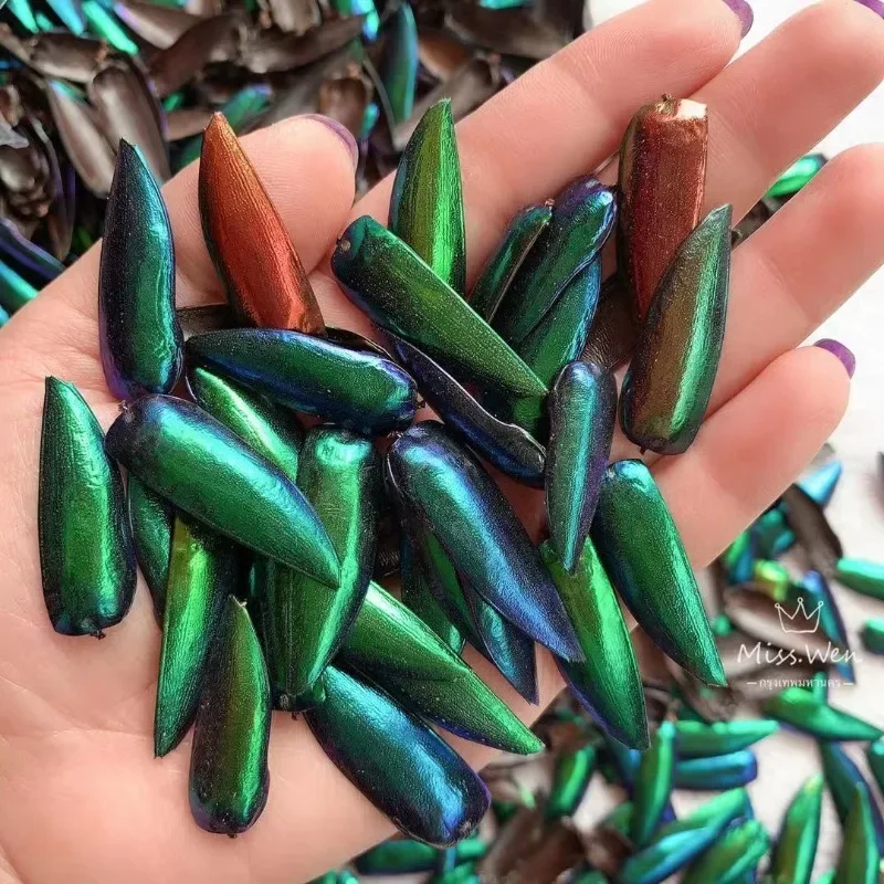 

Authentic Insect Specimen JapaneseWorm Wings DIY Jewelry Clothing Natural Accessories Ribbon Home Decor Mosaic Craft Supplies