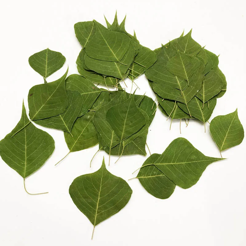 

60pcs Pressed Dried Green/Red Sapium Sebiferum (L.) Roxb Leaf Leaves For Jewelry Postcard Phone Case Bookmark Craft DIY Making