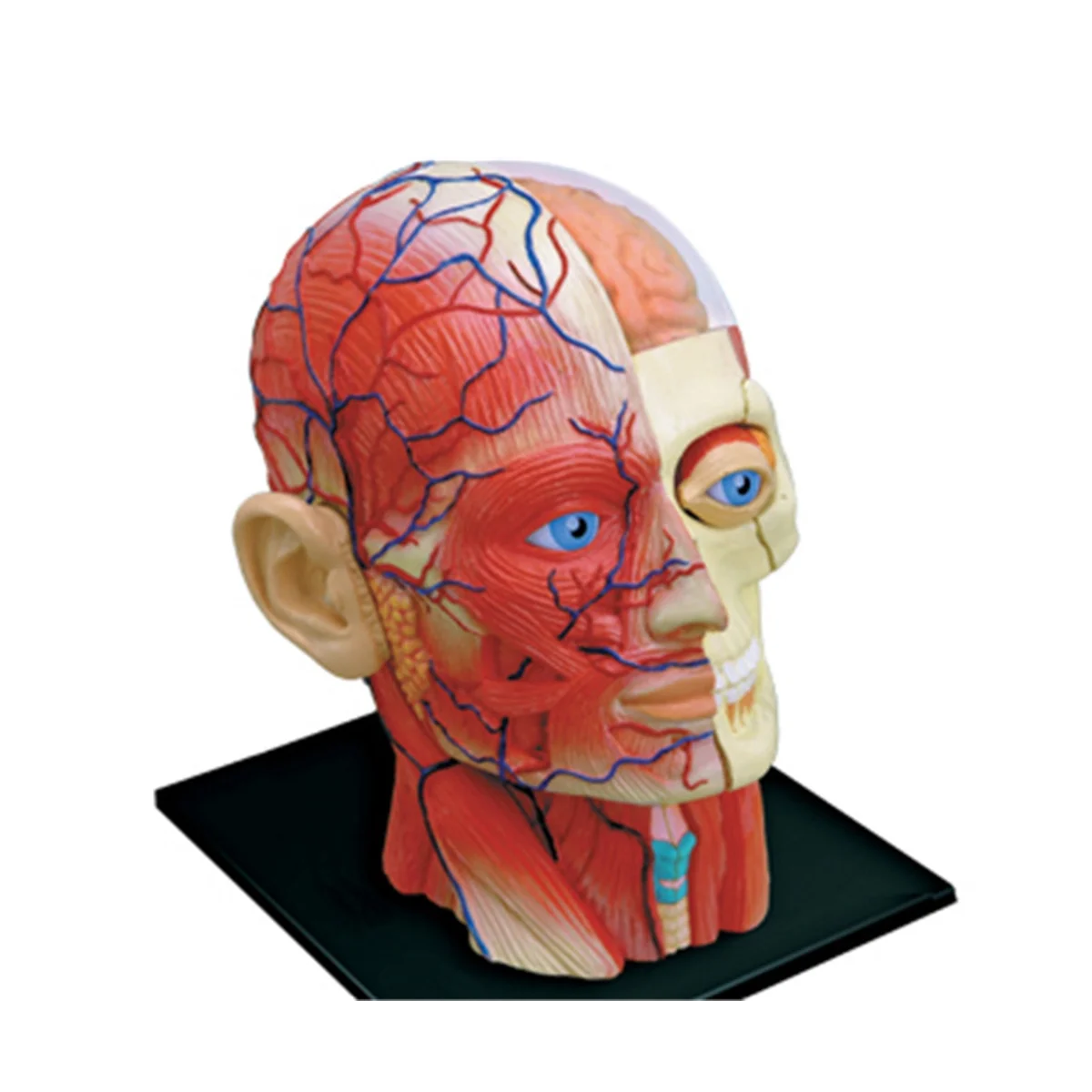 Modelo Médico do Corpo Humano do Tronco Educação Músculos da Cabeça Modelo de Órgãos Nervosos para Estudante Estudo de Ensino Montagem
