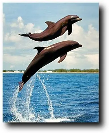 

Bathroom wall decoration, art poster printing, dolphin diving into the sea design