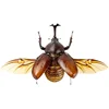 29pcs Real Beetle Wild Insect Animals Specimen Unicorn Beetle Steampunk Education Collection Kid 5