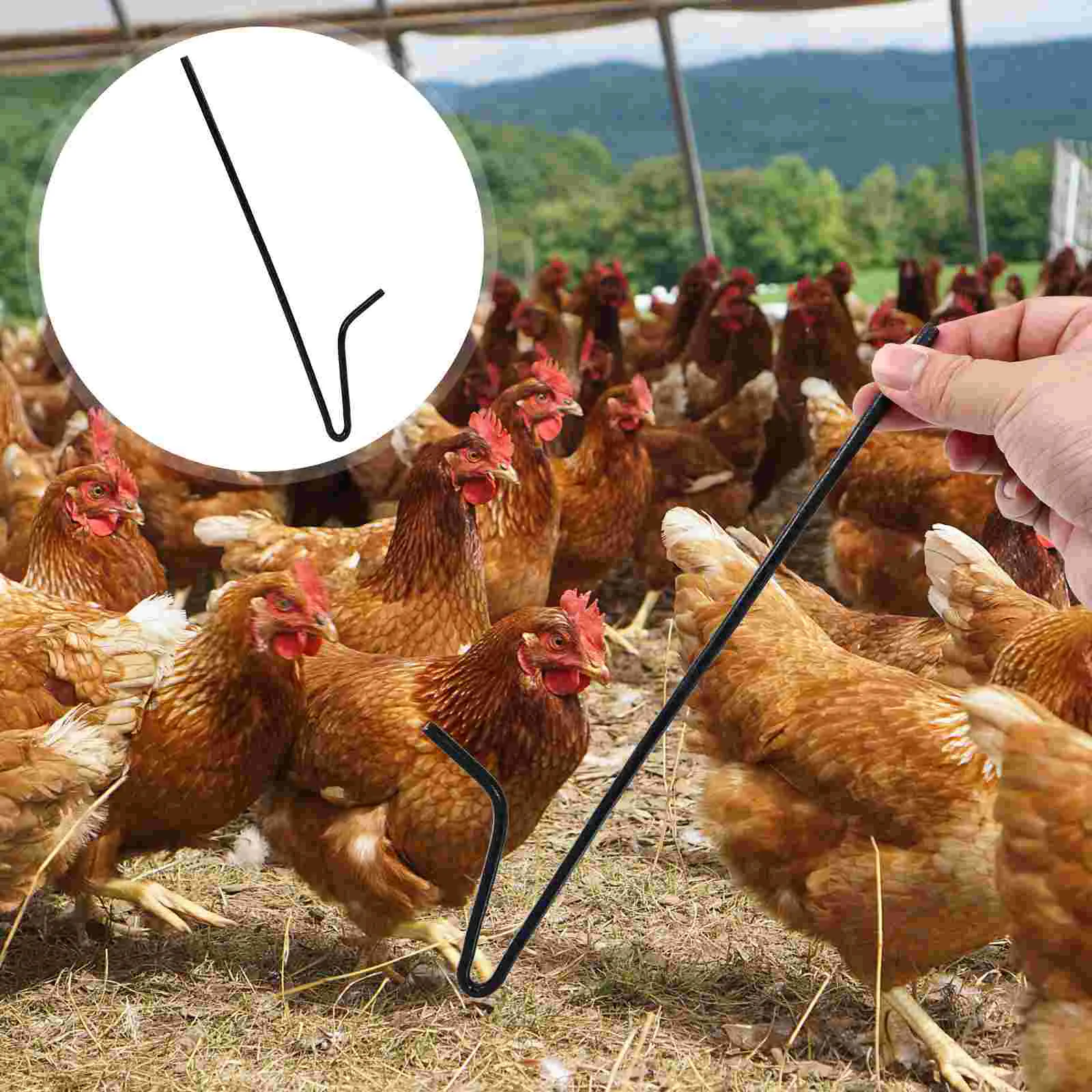 Pole Chicken Pick-Up Trapping Hook Reptile Terrariums Tool Iron Catching  Rod Reptilians - AliExpress