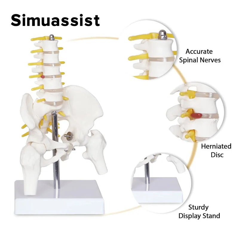 Mini Pelvic Spine Anatomy Model 3