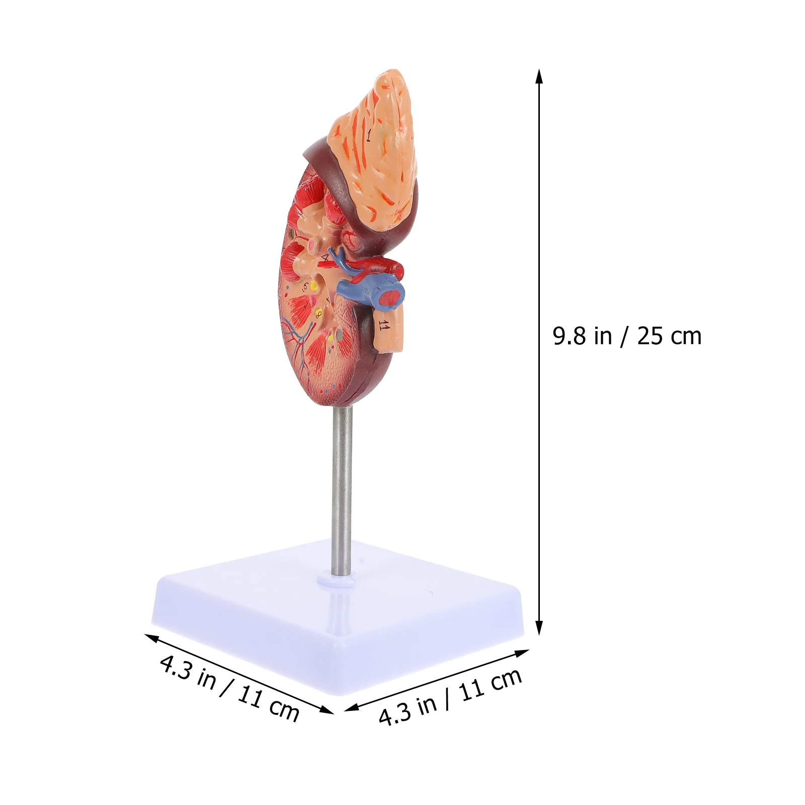 기둥 신장 모델, 간 해부학 생물학 데모, PVC 질병 폐 인간 소품 해부