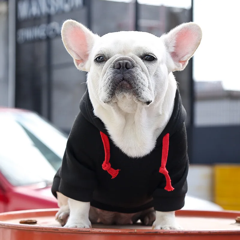 A puppy wearing a dog hoodie, perfect as a gift.